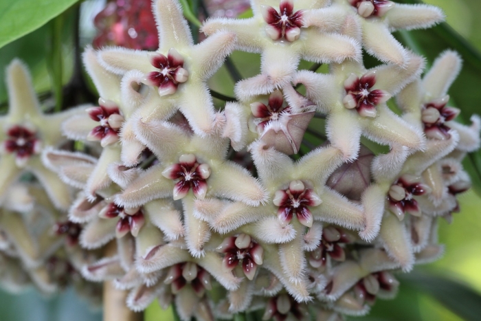 Хойя halconensis