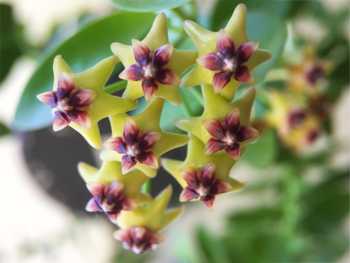 Хойя кумингиана