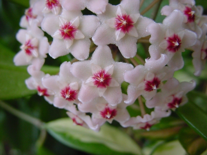 Хойя восковой плющ росток