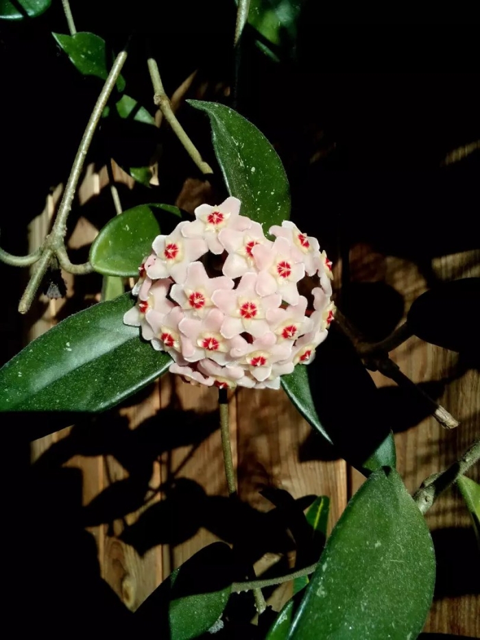 Хойя или восковой плющ