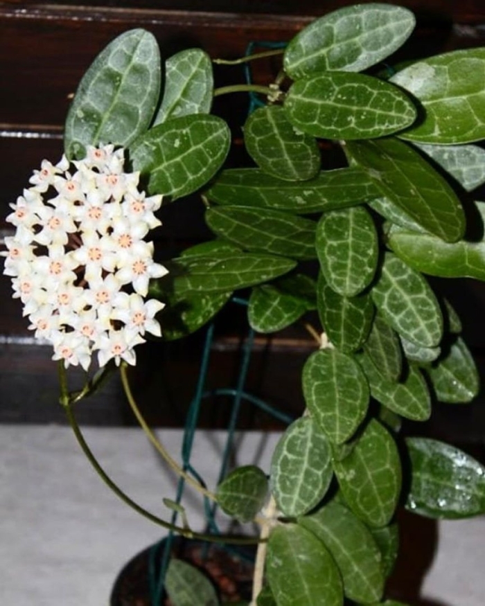 Хойя эллиптика