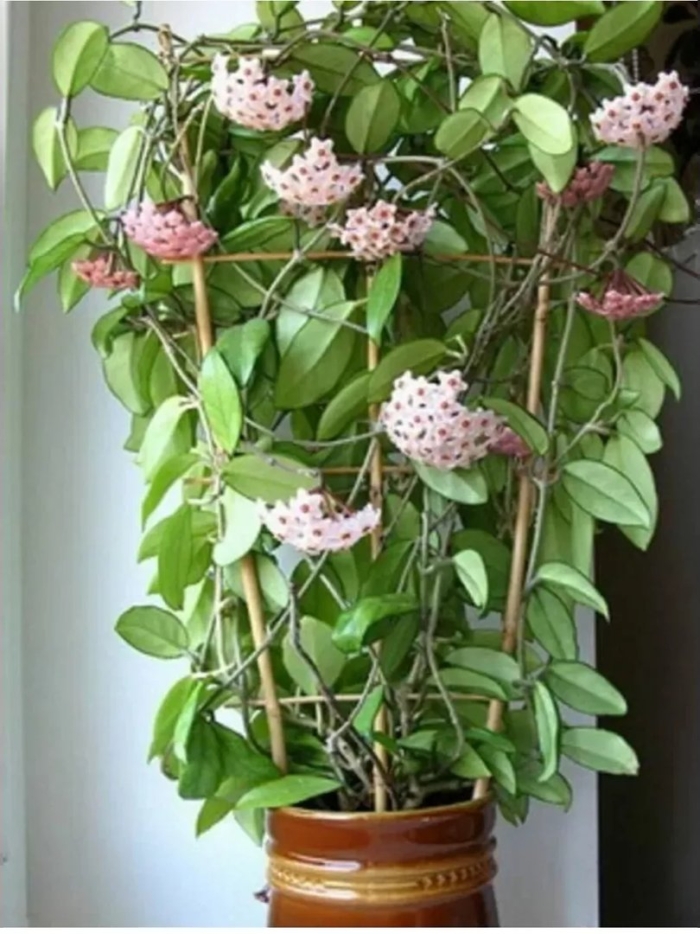 Хойя карноза восковой плющ