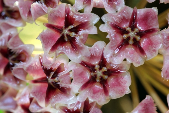 Хойя империалис вайт