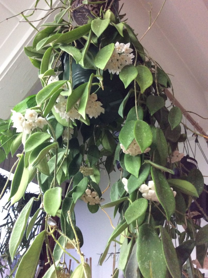 Хойя томпсони (thomsonii)