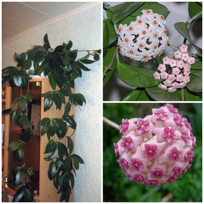 Комнатный цветок хойя