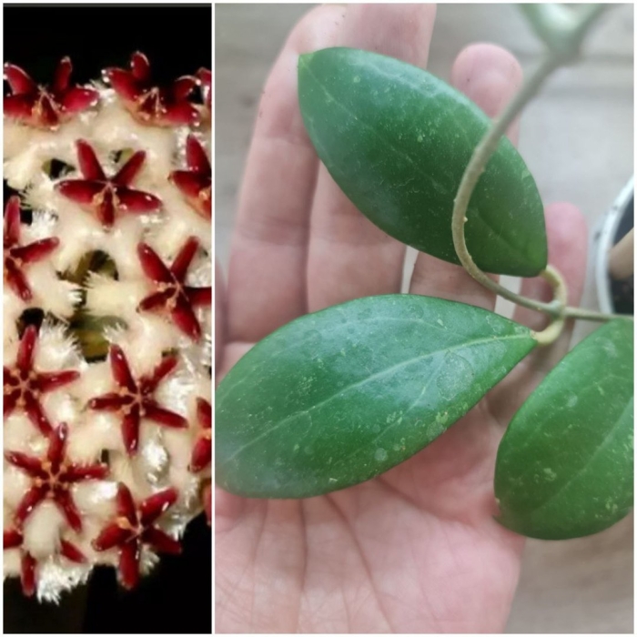 Хойя эритростемма