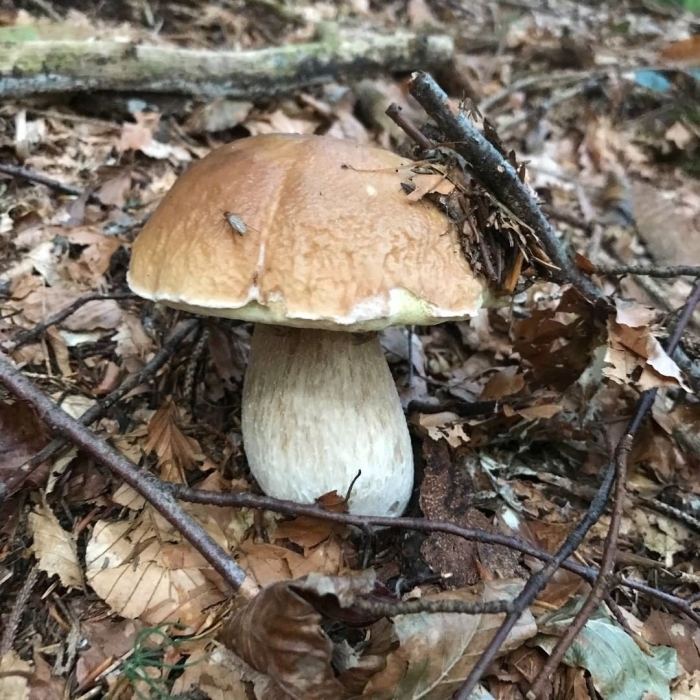 Гриб боровик