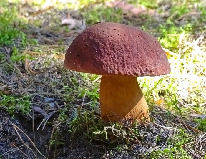 Гриб болетус королевский