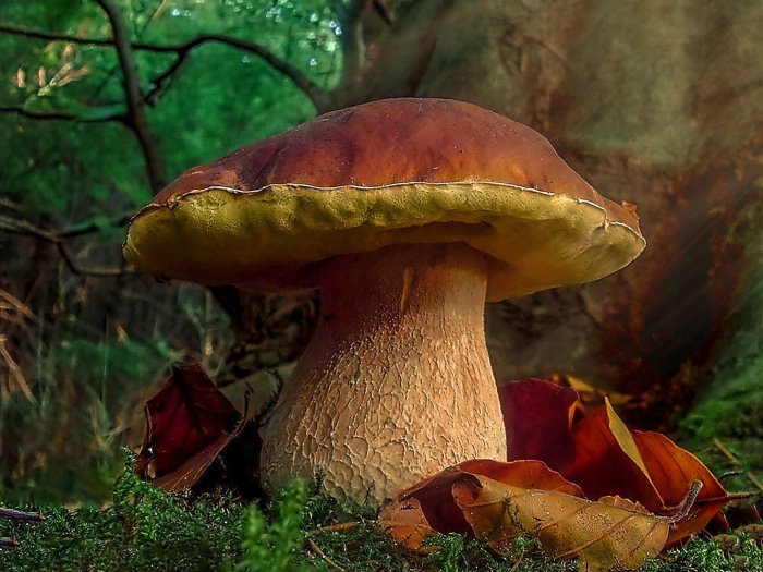 Боровик белый гриб