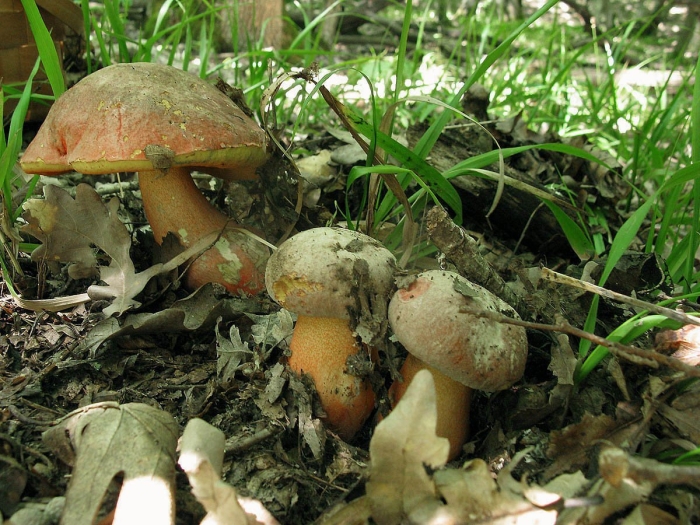 Гриб поддубовик сатанинский