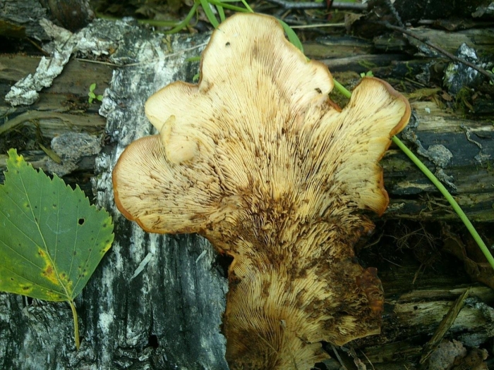 Пилолистник волчий