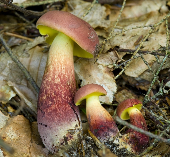 Боровик двухцветный boletus bicolor
