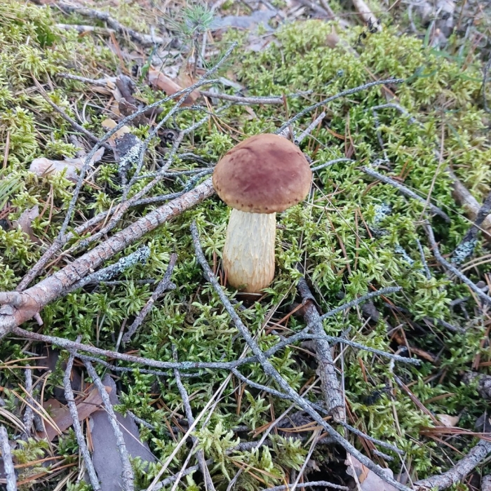 Белый гриб боровик