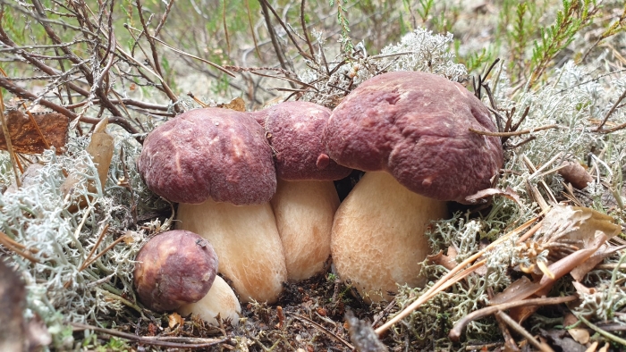 Белый гриб боровик