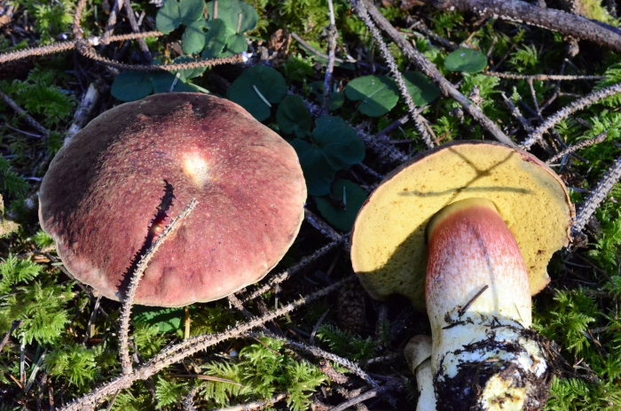 Boletus regius