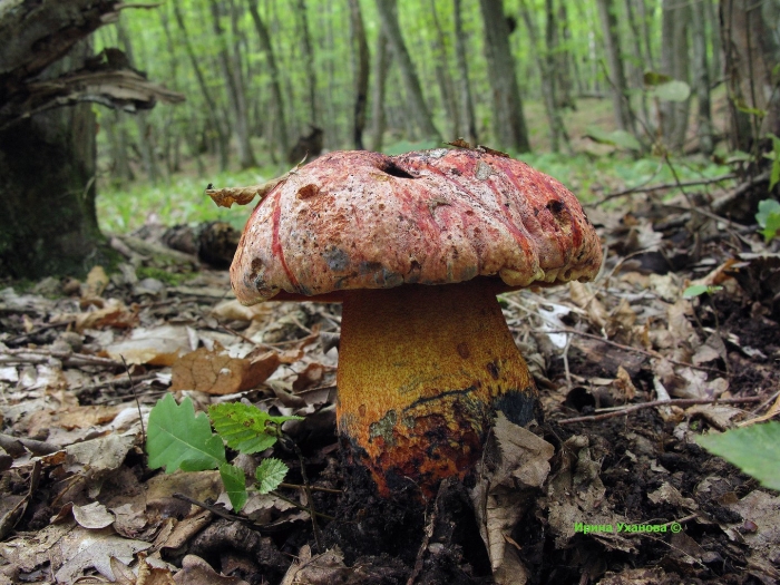 Боровик пурпурный boletus purpureus