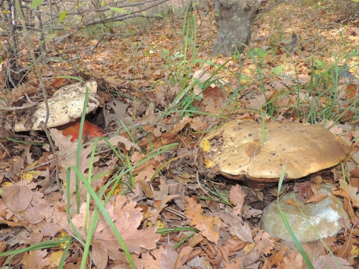 Грибные истории