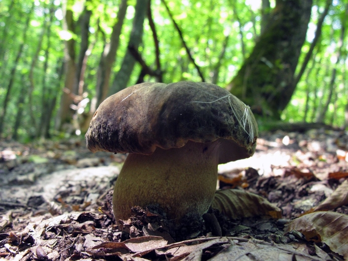 Ложный боровик белый гриб