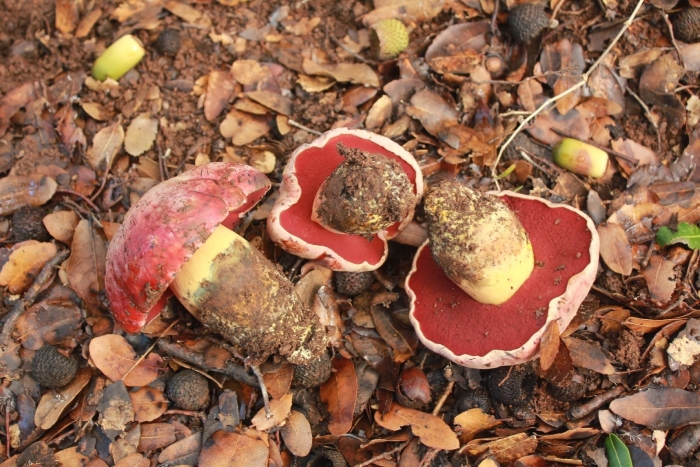 Сатанинский гриб