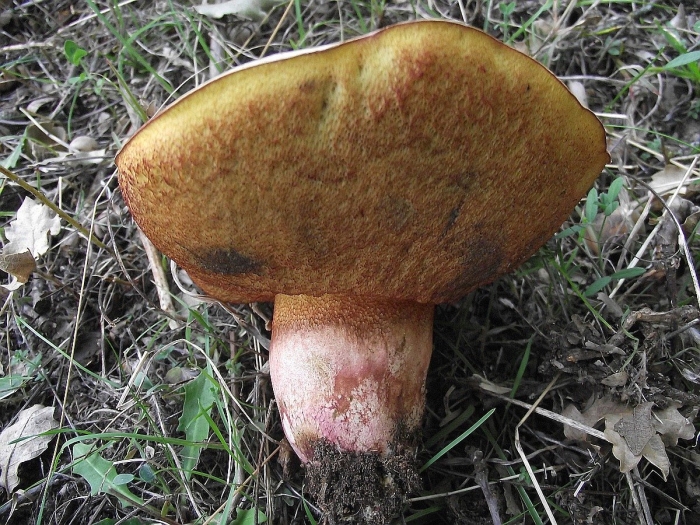 Боровик ле галь сатанинский гриб