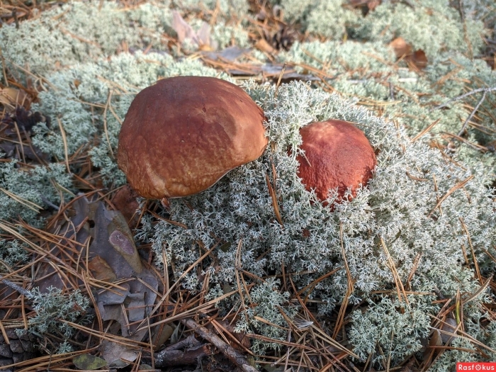 Боровой гриб