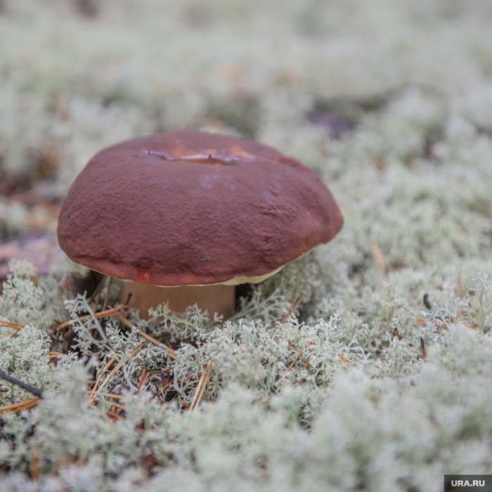 Грибы пермского края