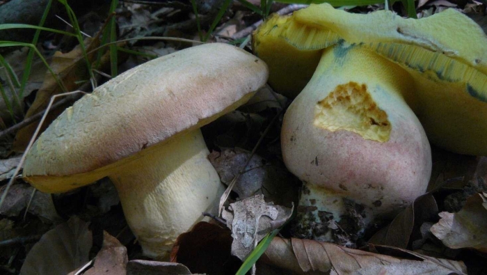 Боровик девичий (boletus appendiculatus)