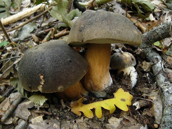 Белый гриб бронзовый boletus aereus