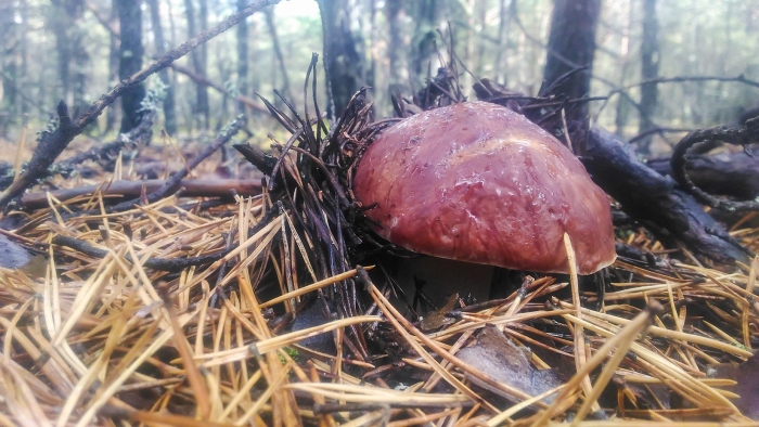 Боровик волчий