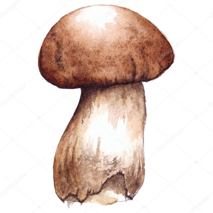 Porcini mushroom