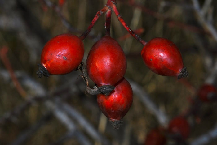 Шиповник красный