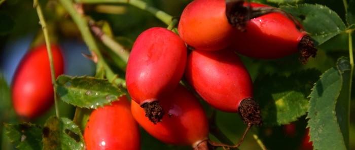 Шиповник бесшипный вниви