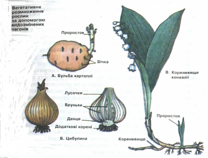 Ландыш майский корневище