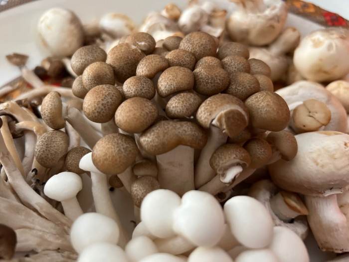 Грибы шимиджи