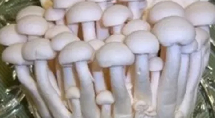 Шимиджи грибы