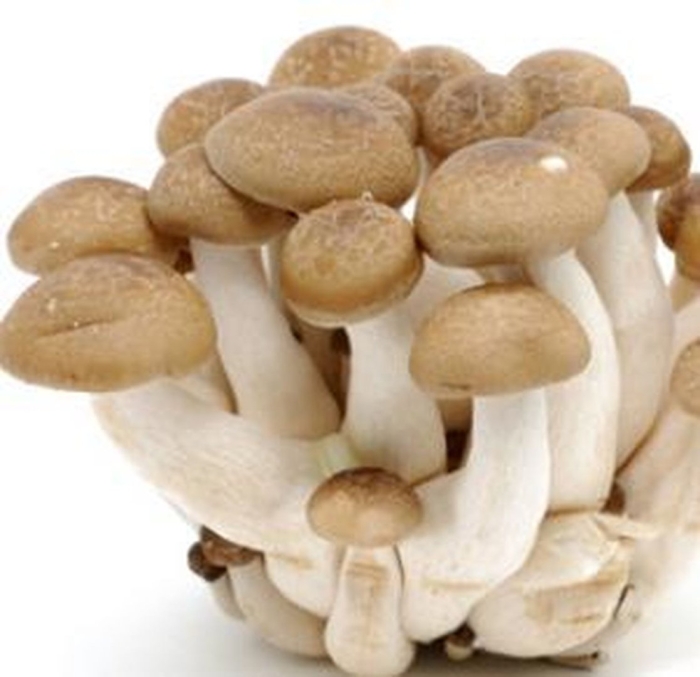 Опенок гриб