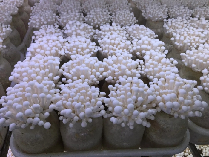 Эноки мицелий