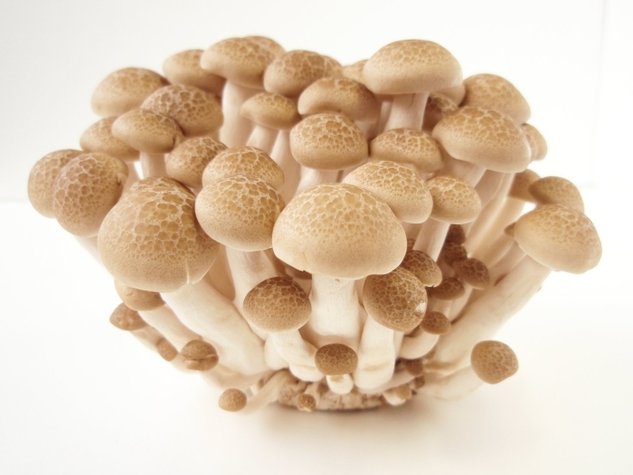 Мицелий опенок мраморный