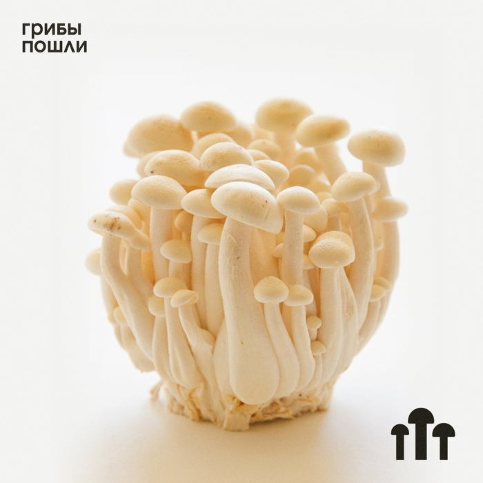 Еноки грибы