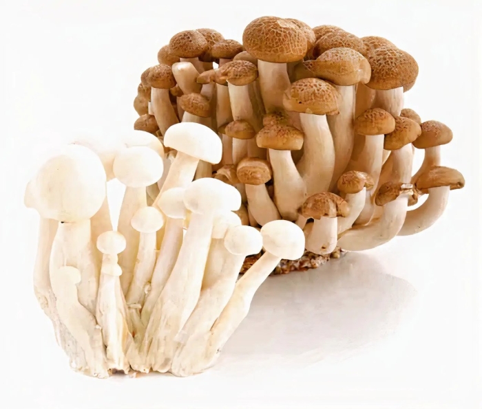 Китайские грибы шимиджи