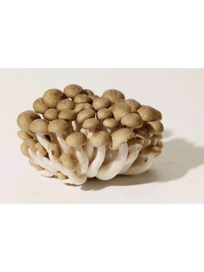 Грибы шимеджи