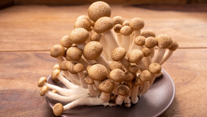 Грибы шимеджи