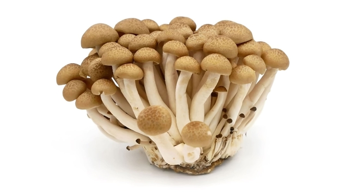 Гриб опёнок