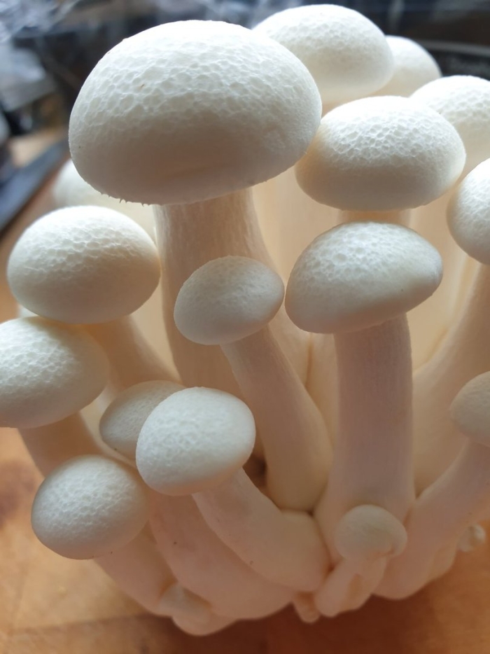 Грибы шимеджи