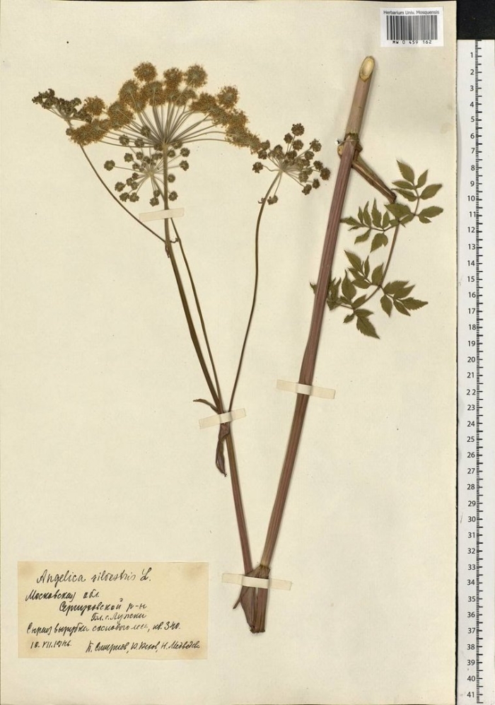 Дудник лесной дягиль