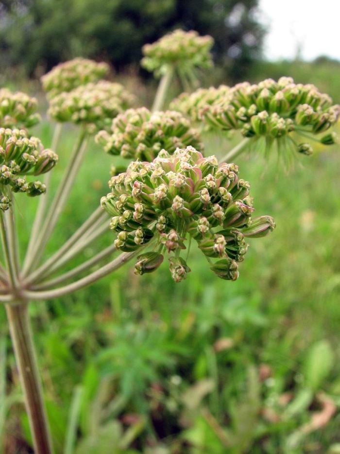 Дудник болотный