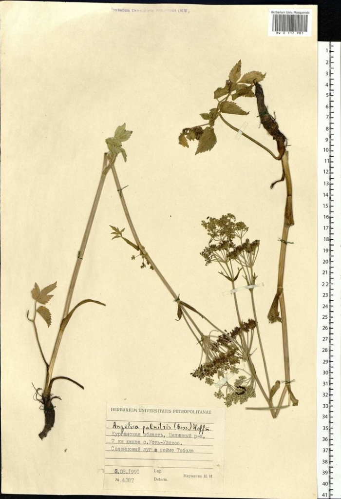 Chaerophyllum prescottii - бутень прескотта