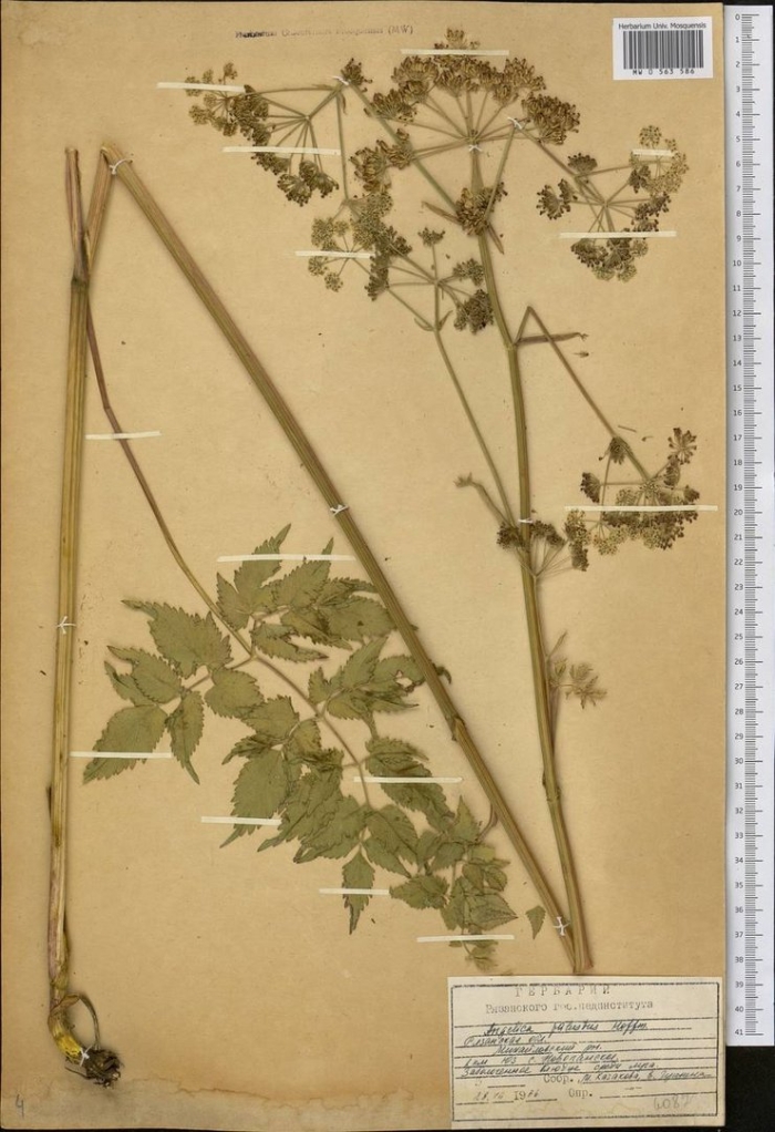 Болиголов пятнистый