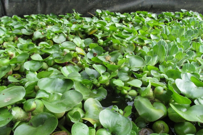 Эйхорния водяной гиацинт