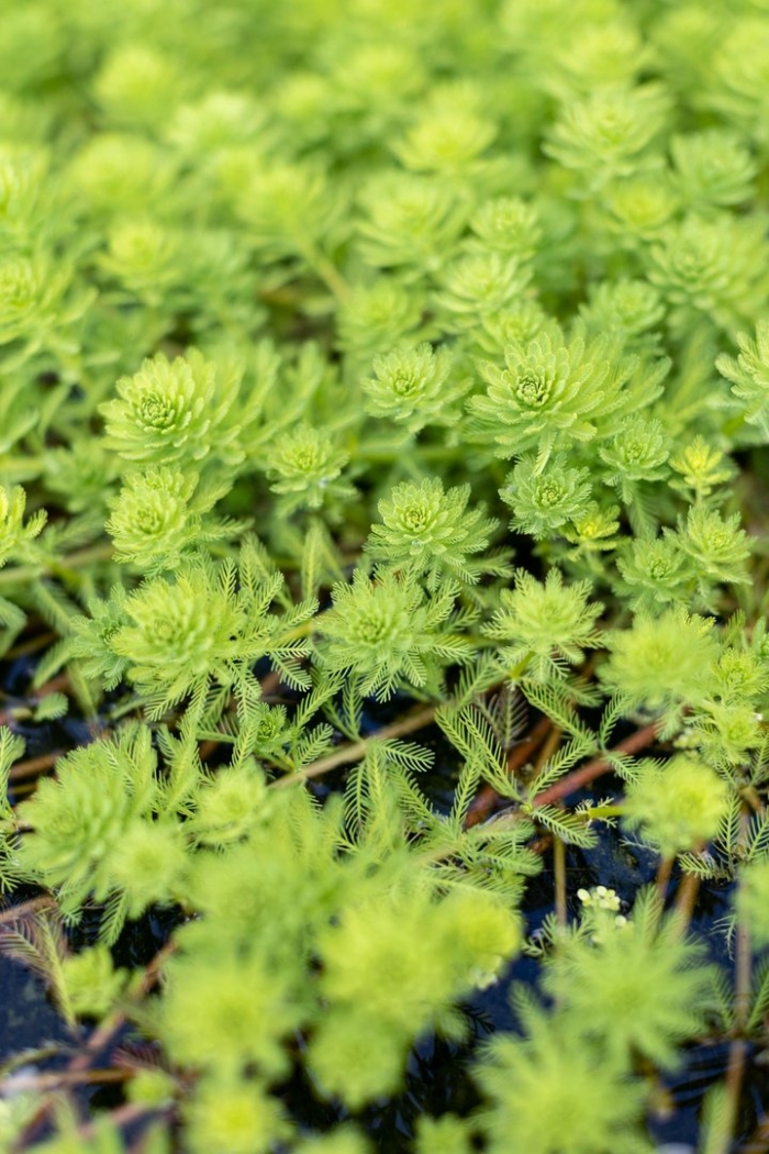 Уруть водная